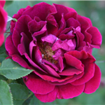 SOUVENIR DU DR JAMAIN (Hybrid perpetual)